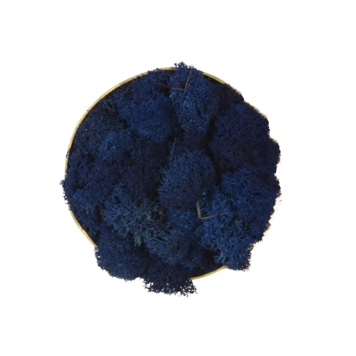Lichene Stabilizzato Vero 100% Naturale, 500g - Muschio Scandinavo Conservato per Decorazioni - Ideale per Parete Verde, Terrario, Presepi, Modellismo e Composizioni Fai da Te (Blu Scuro, 500g)