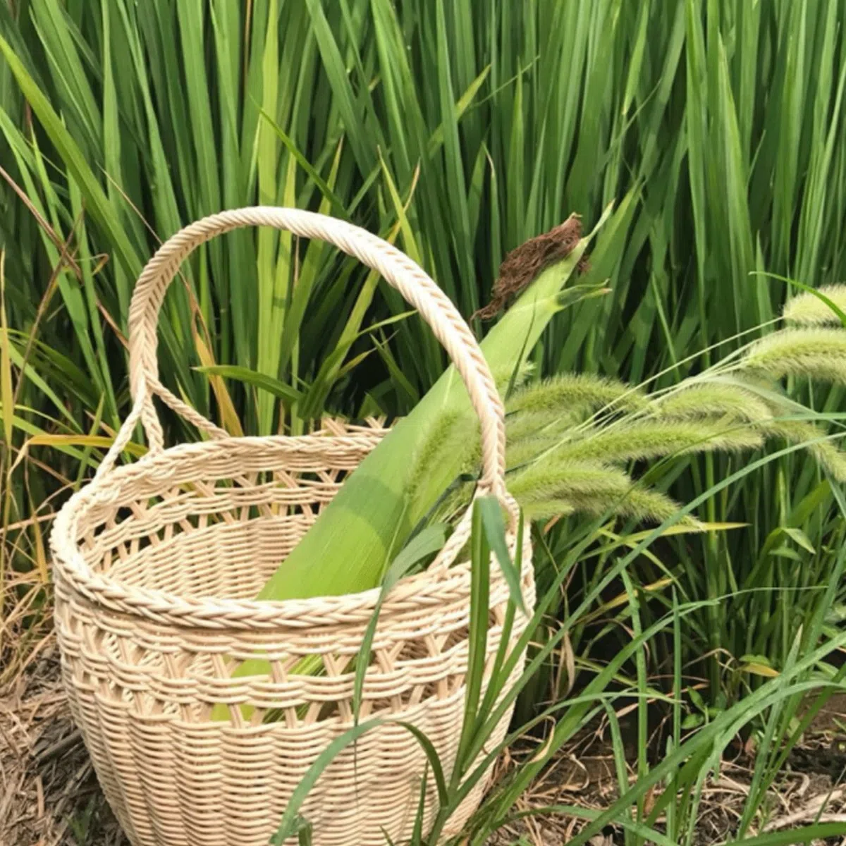 Rattan Rotolo Vimini da Intrecciare Rattan Naturale, Materiale per Lavori di Intreccio Riparazioni Mobili Canne per Cesti, Fai da Te, Rotolo Cesti Bastoncini Bastoncini Profumati per Ambienti (Color