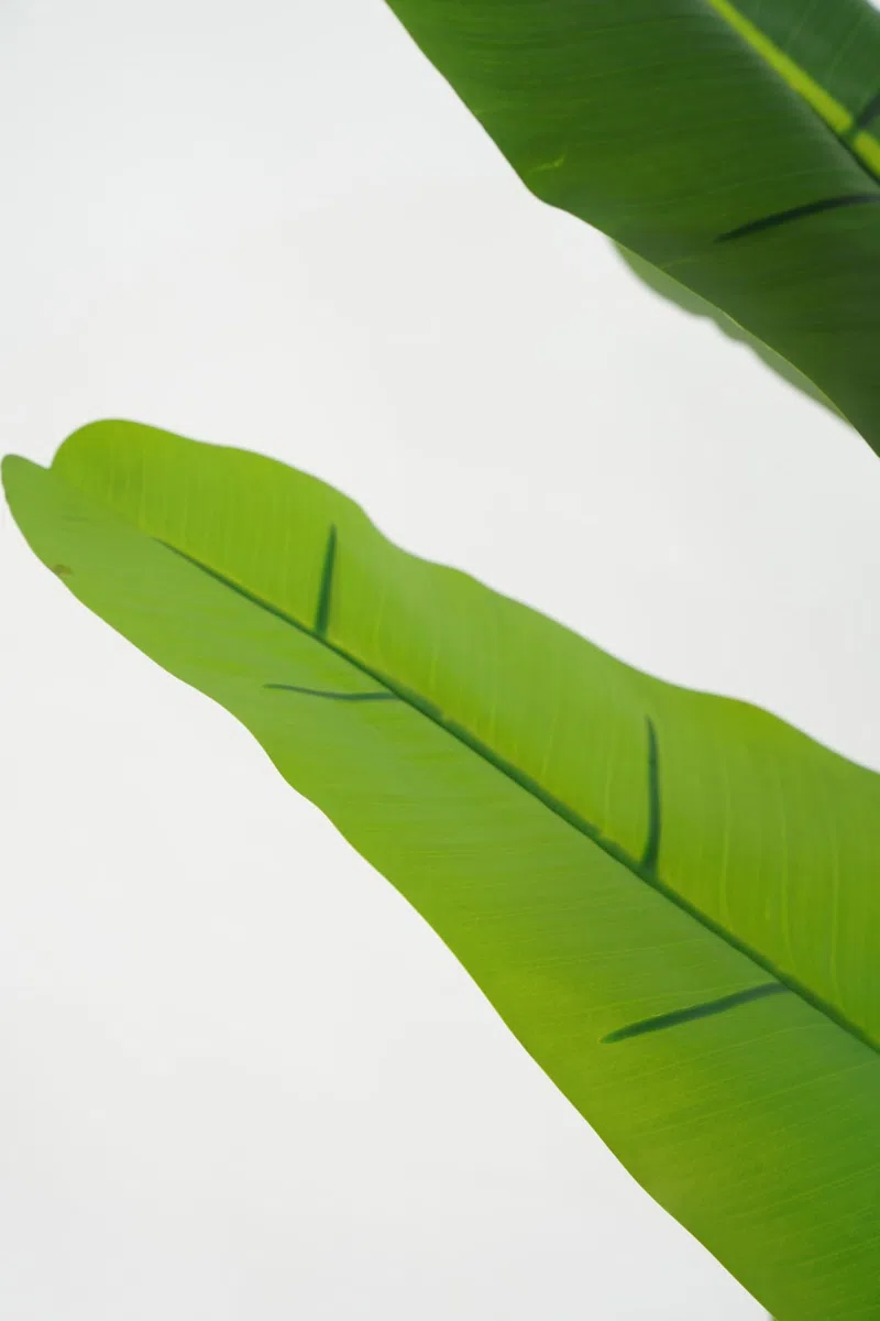 Pianta Artificiale di Banano con Corteccia Naturale, Foglie in PVC, Varie Misure, per Interni Residenziali e Commerciali (Chiquita 180 cm - 3 tronchi)