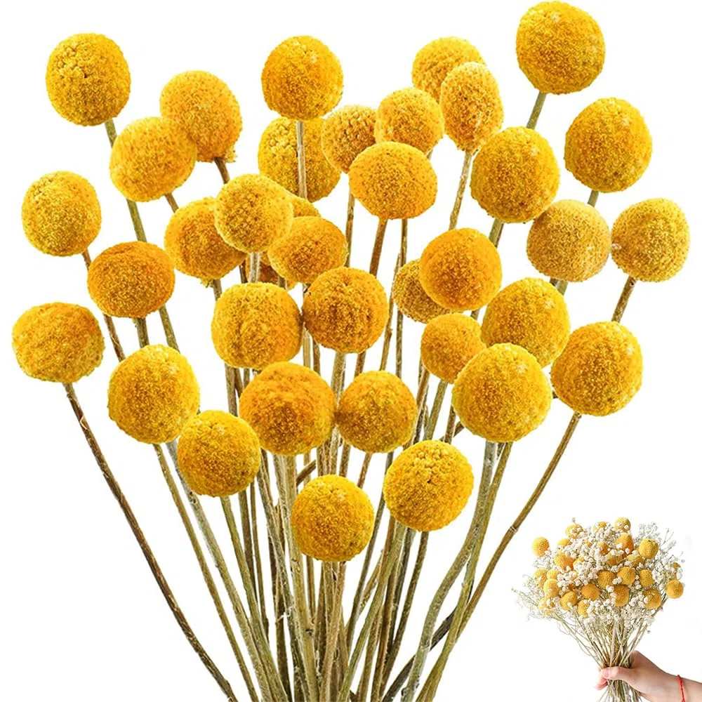 Billy - 50 palline con fiori secchi gialli, per composizioni floreali fai da te, matrimoni, casa, vaso alto