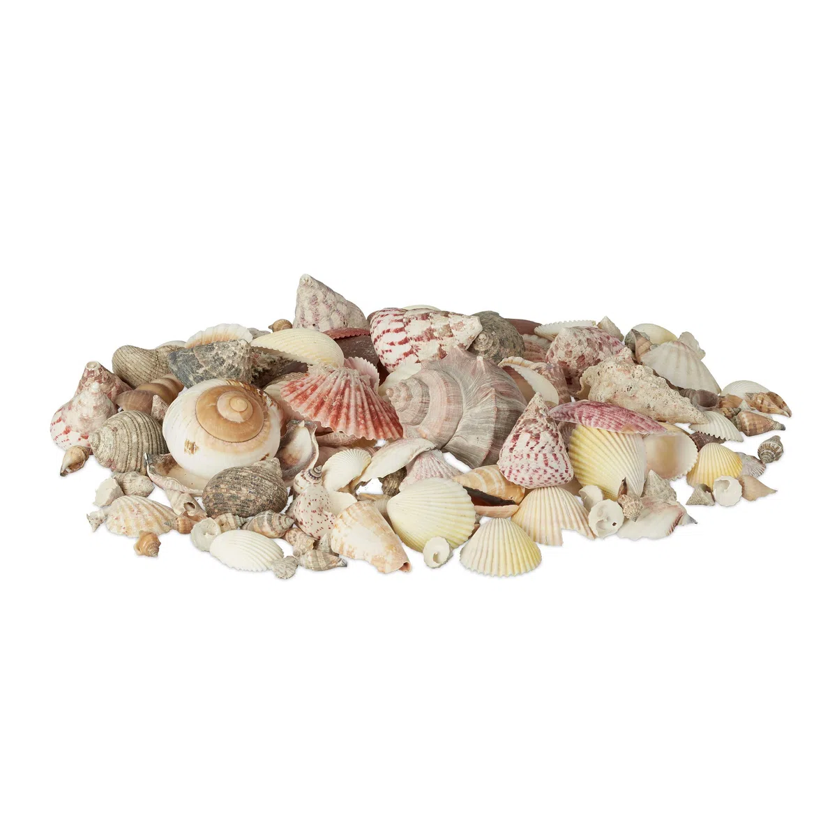 Relaxdays Set di Conchiglie Decorative, Mix Gusci Grandi Decorazione Marina per Bricolage 1 kg, per Bomboniere, Colorate