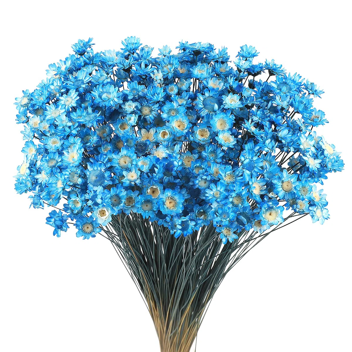 300 Pezzi Steli di Fiori Secchi Fiore Secco Margherita Fiore Essiccato Brasiliano Bianco Mini Fiori Secchi Bouquet Di Secchi Naturali Decorare Oggetti Di Decor (Blu)