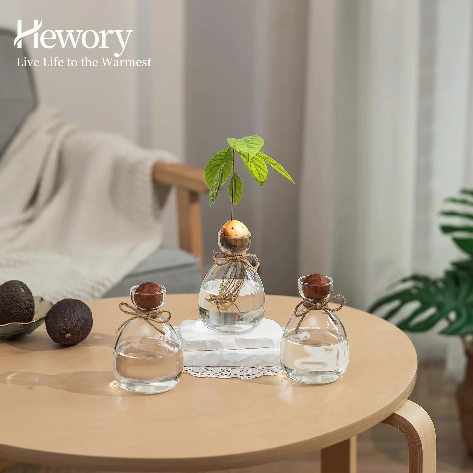 Terrario Moderni Vaso Decorativo da Interno - 3 Qvocado per Idrocoltura in Vetro - Idroponica per Piante, Vasetti Vetro per Arredamento Casa, Idee Regalo Donna