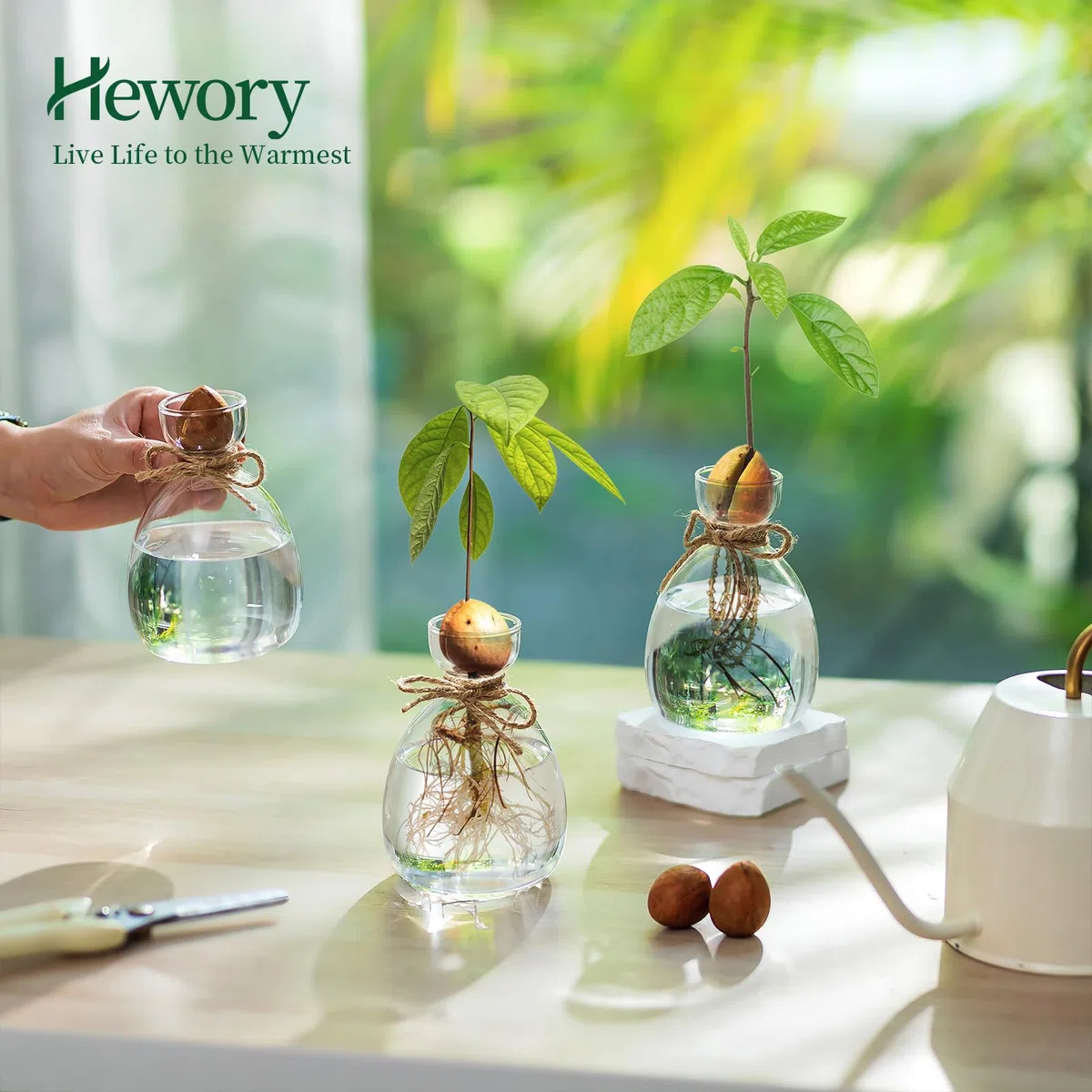 Terrario Moderni Vaso Decorativo da Interno - 3 Qvocado per Idrocoltura in Vetro - Idroponica per Piante, Vasetti Vetro per Arredamento Casa, Idee Regalo Donna