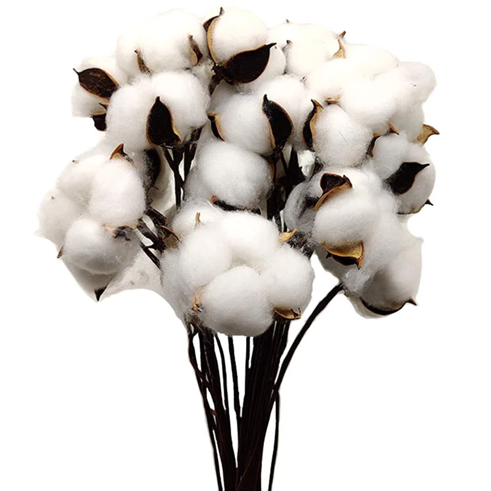 30 pezzi Batuffoli di cotone essiccati di colore naturale Rami di cotone bianco Scelti con bastoncino Perfetto per ghirlande Regalo artigianale per la casa Decorazioni in stile rustico