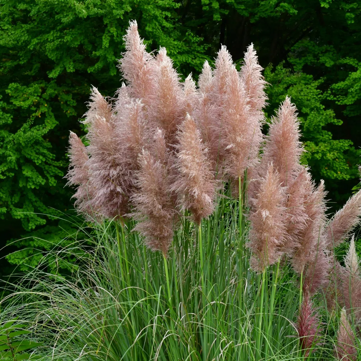 Plant in a Box - Erba pampa rosa - Set di 3 - Cortaderia Selloana - Vaso 9cm - Altezza 25-40cm
