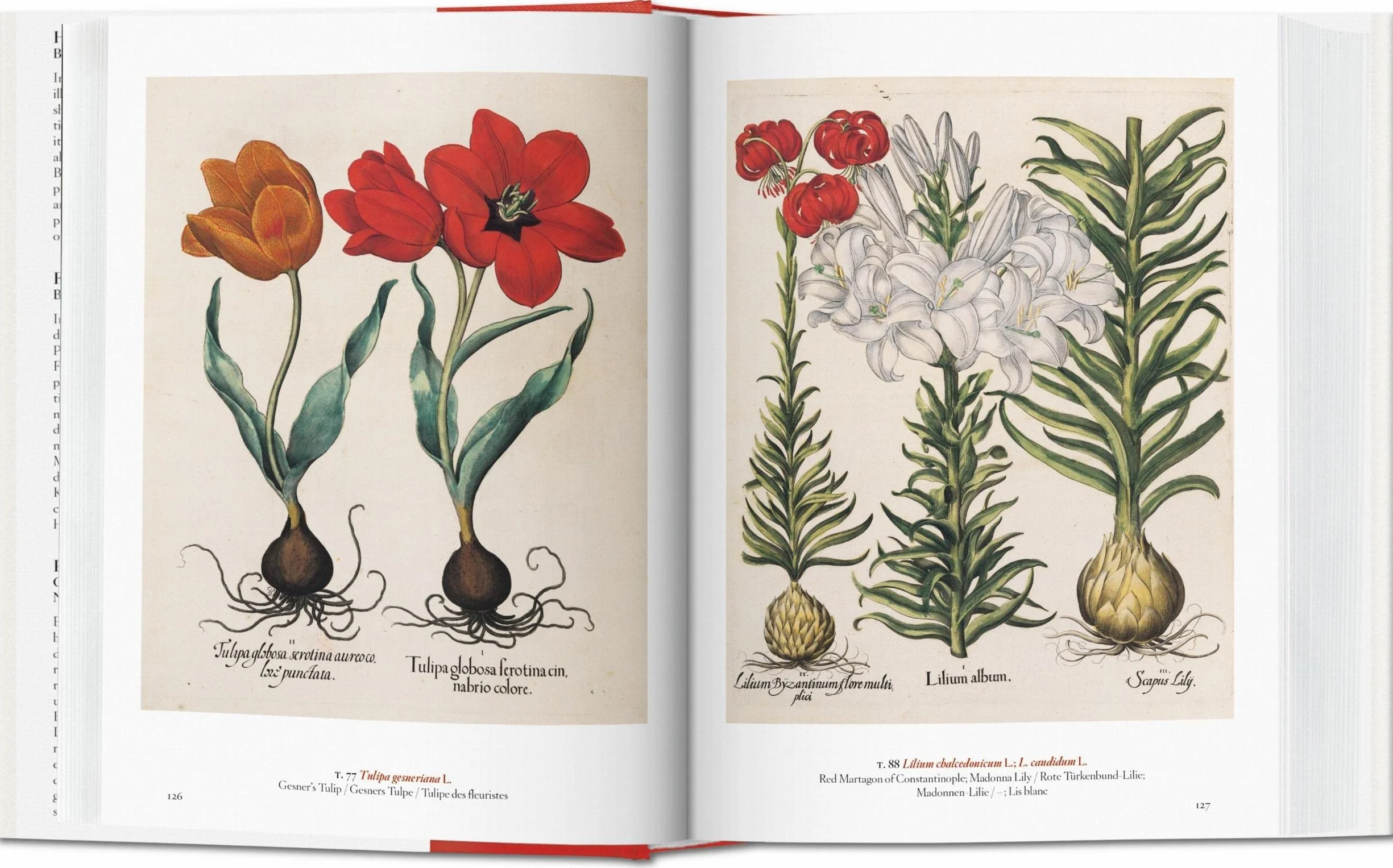 A Garden Eden / Ein Garten Eden / Un Jardin d'Eden: Masterpieces of Botanical Illustration / Meisterwerke der Botanischen Illustration / Chefs-D'Oeuvre de L'illustration Botanique