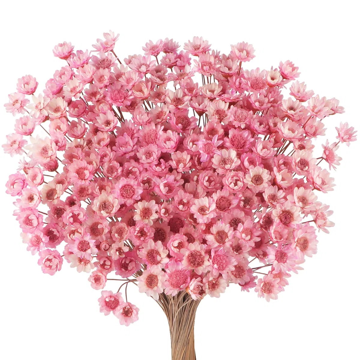 300 fiori secchi brasiliani piccoli fiori secchi decorativi rosa mini margherita essiccati bouquet di camomilla per vacanze decorazione festa fai da te casa matrimonio composizioni floreali secche