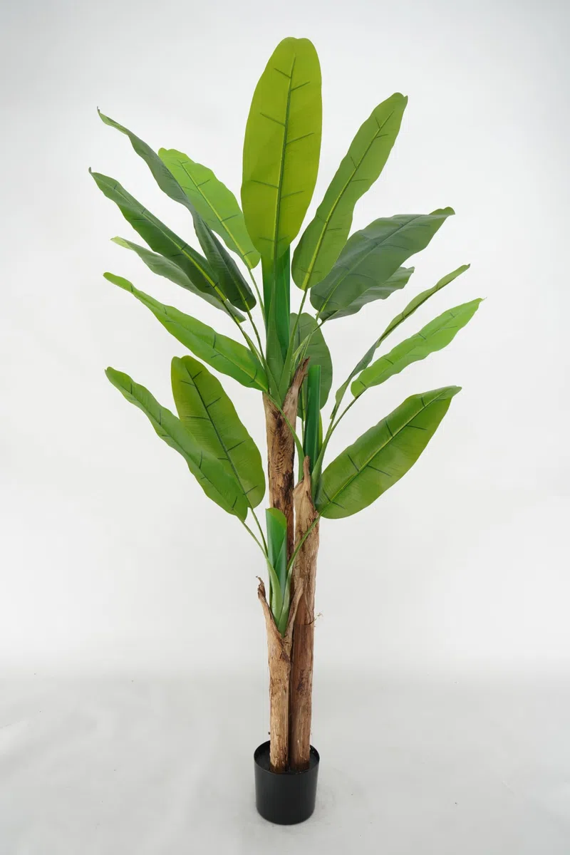 Pianta Artificiale di Banano con Corteccia Naturale, Foglie in PVC, Varie Misure, per Interni Residenziali e Commerciali (Chiquita 180 cm - 3 tronchi)