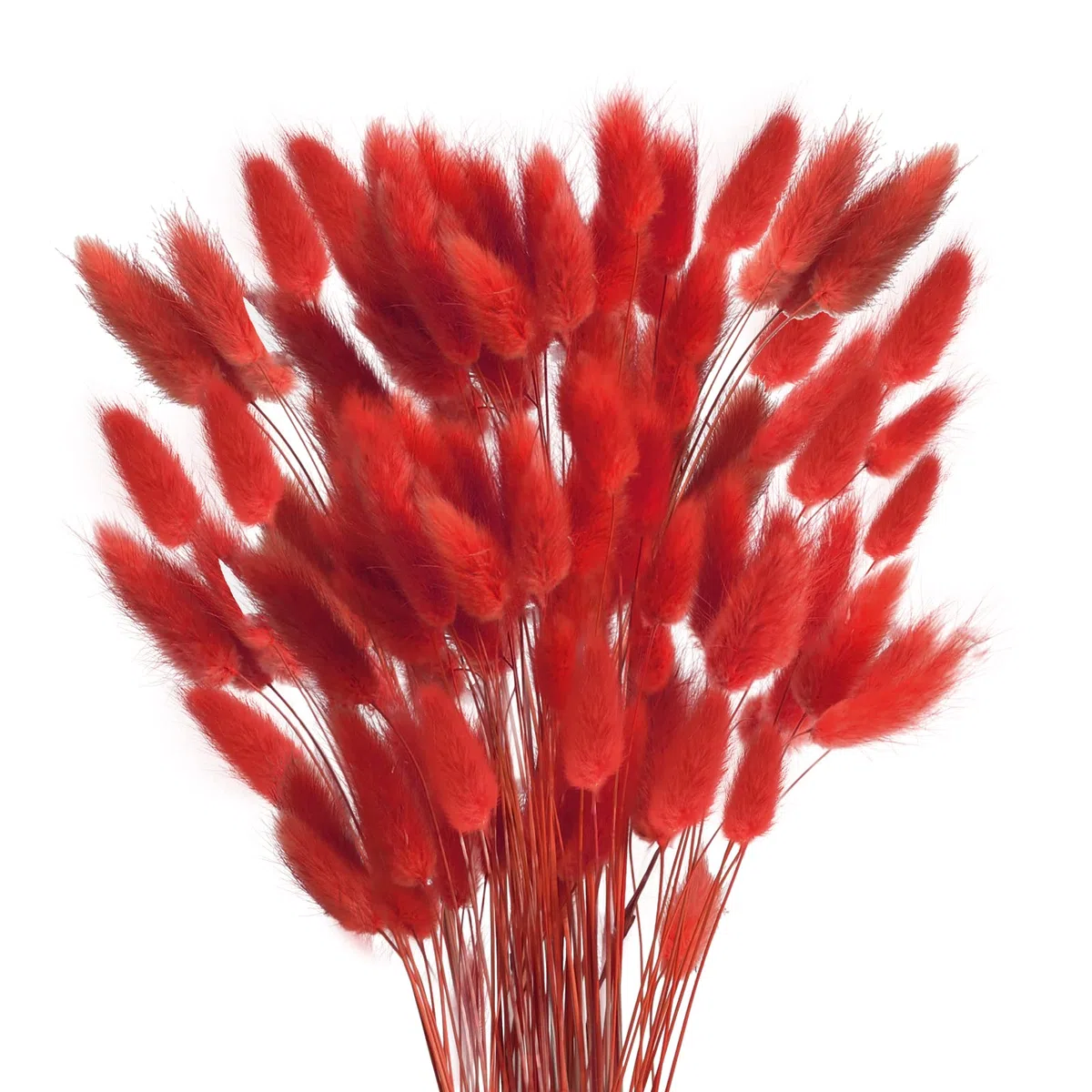 HUAESIN 120PCS Fiori Secchi Coda di Coniglio Erba della Pampas Naturali Bouquet Fiori di Pampas Erba Coda di Coniglio Rosso Pampas Decorative Secche per Casa Tavolo Festa