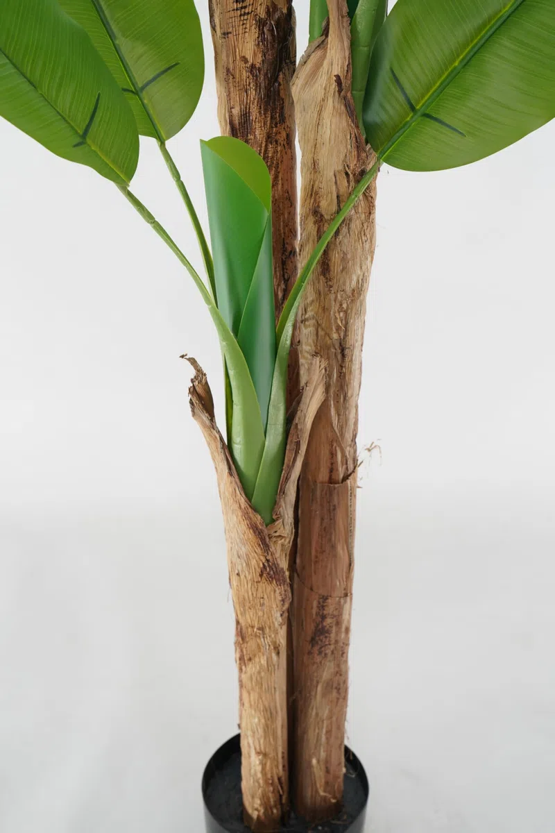 Pianta Artificiale di Banano con Corteccia Naturale, Foglie in PVC, Varie Misure, per Interni Residenziali e Commerciali (Chiquita 180 cm - 3 tronchi)