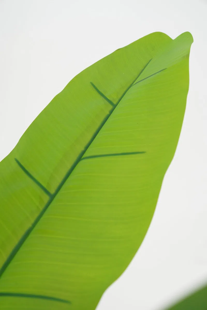 Pianta Artificiale di Banano con Corteccia Naturale, Foglie in PVC, Varie Misure, per Interni Residenziali e Commerciali (Chiquita 180 cm - 3 tronchi)