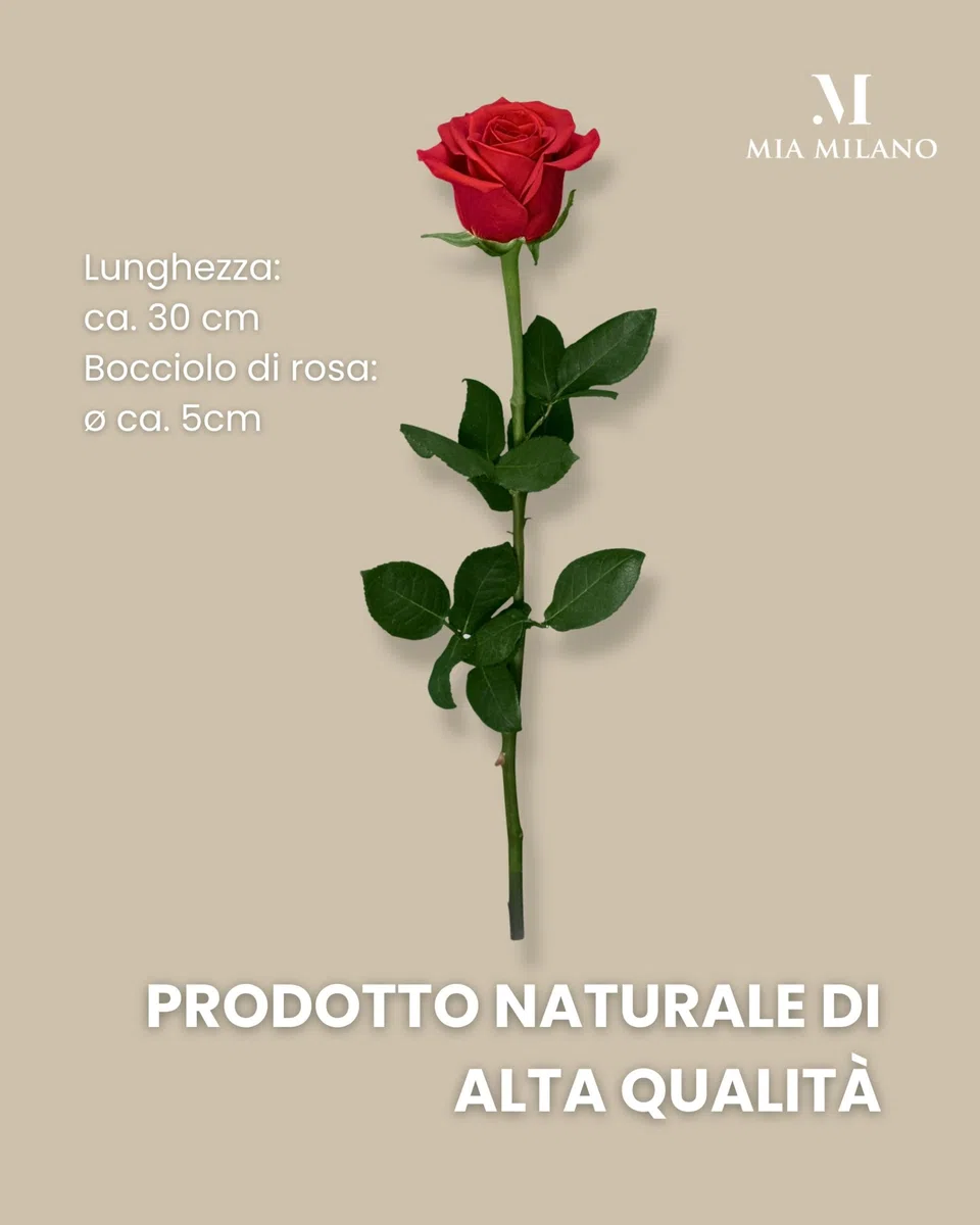 Mia Milano Rosa rossa con gambo lungo (durata 5 anni) in scatola regalo | Regalo decorativo per lei | Fiore conservato con profumo di rosa | Inclusa cartolina regalo