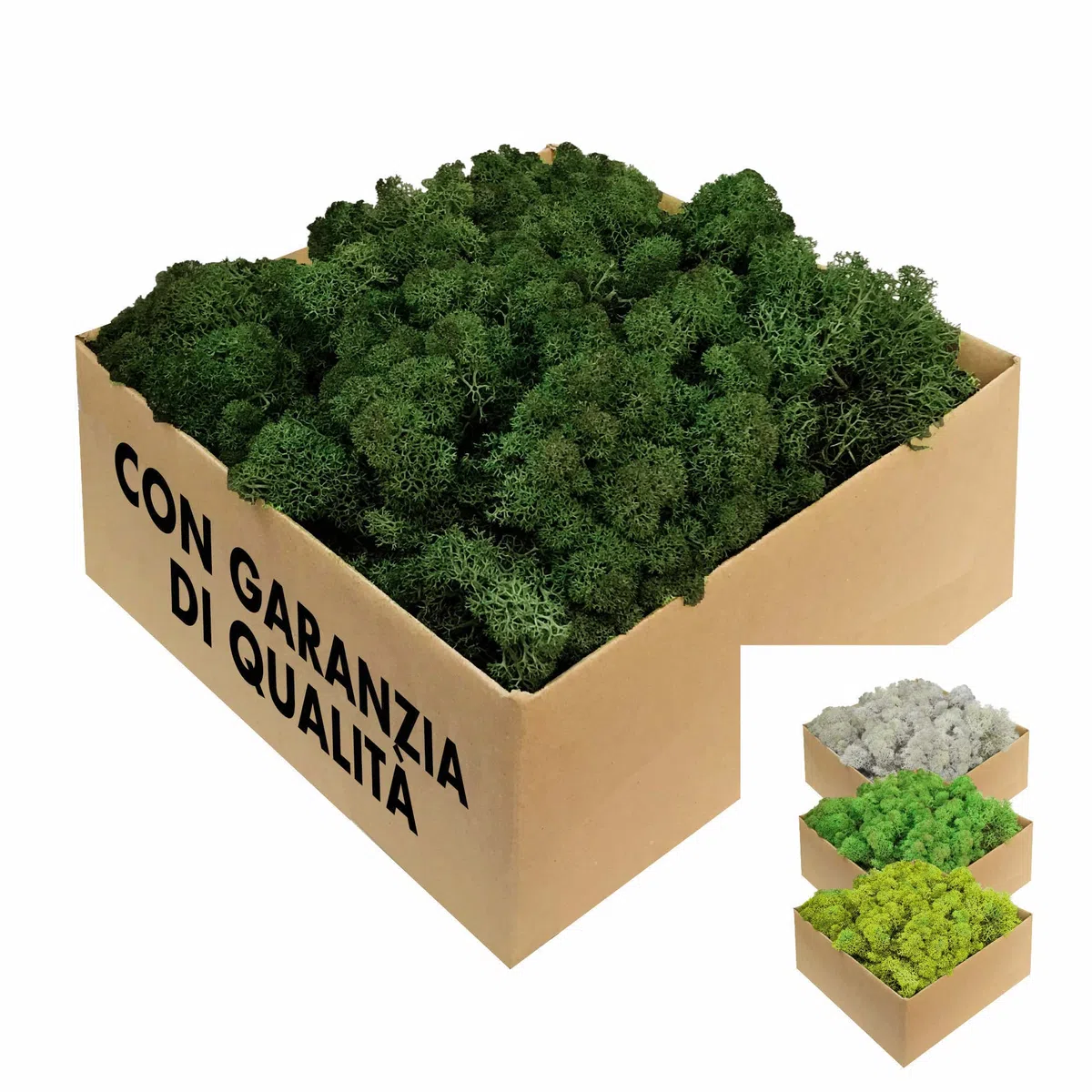 GJS Muschio stabilizzato - vero muschio decorativo naturale vivo conservato (finto lichene slandese) - colorato in modo diverso - per decorazioni, modellismo, terrario, parete (200g, verde scuro)