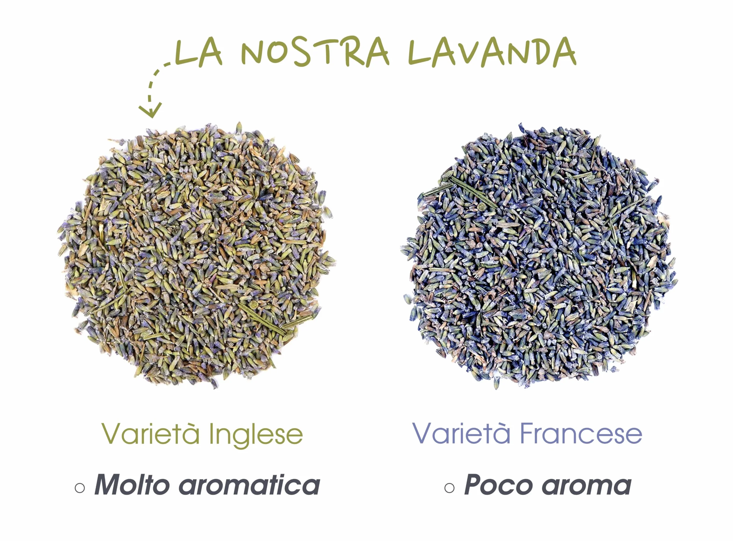 Lavanda secca 800 GR Bulk per matrimonio, bustine, deodorante, olio essenziale, saponi, cosmetici, candele
