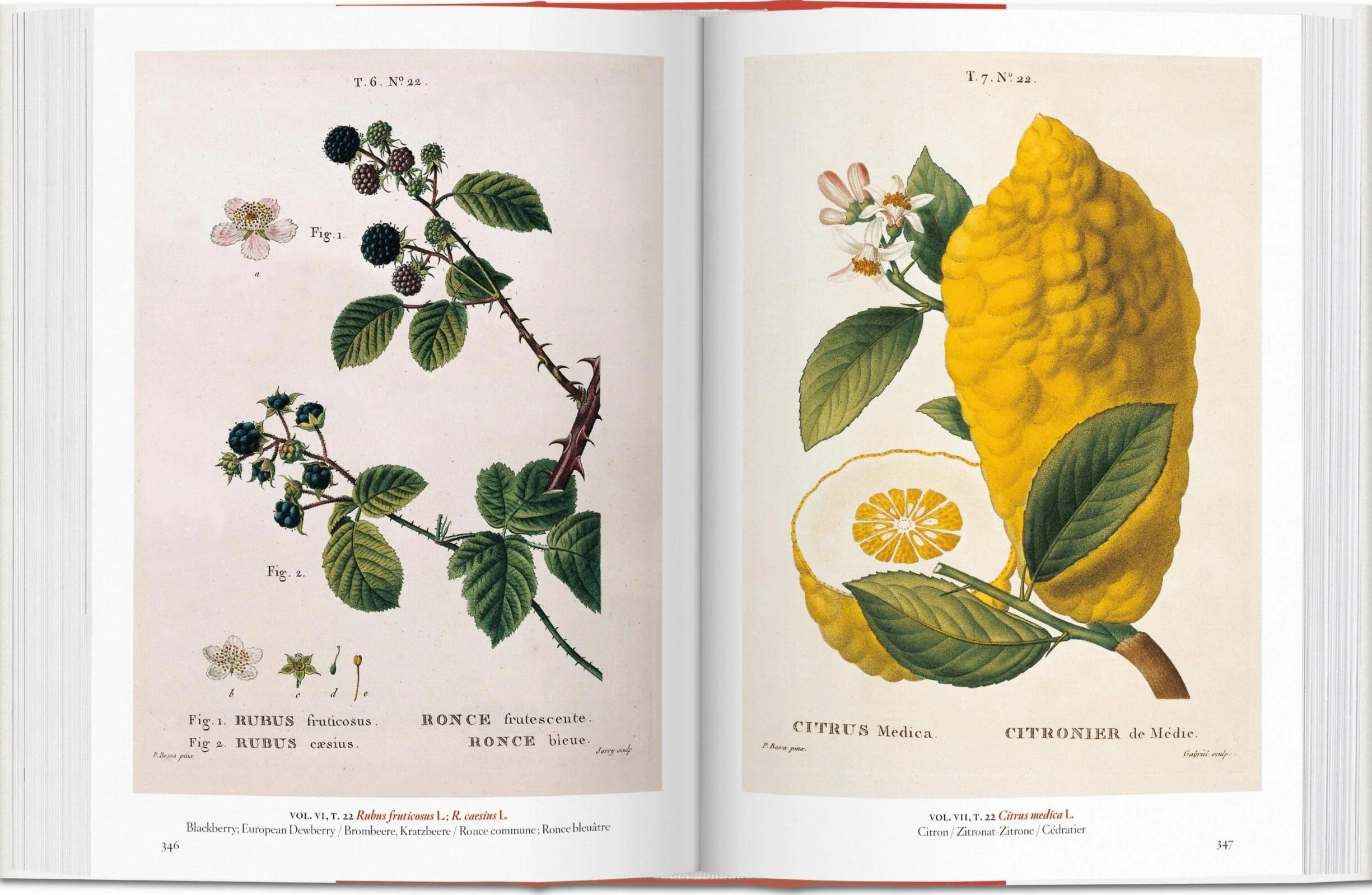 A Garden Eden / Ein Garten Eden / Un Jardin d'Eden: Masterpieces of Botanical Illustration / Meisterwerke der Botanischen Illustration / Chefs-D'Oeuvre de L'illustration Botanique